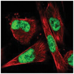 VEZF1, Rabbit, Polyclonal Antibody, Abnova 100 &mu;L | Buy Online | Abnova Corporation | Fisher Scientific