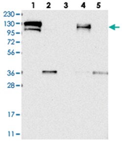 CGN Rabbit anti-Human, Rat, Polyclonal Antibody, Abnova 100 &mu;L | Buy Online | Abnova Corporation | Fisher Scientific
