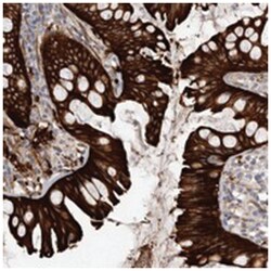 CGN Rabbit anti-Human, Rat, Polyclonal Antibody, Abnova 100 &mu;L | Buy Online | Abnova Corporation | Fisher Scientific