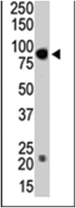 DNMT3B Rabbit anti-Human, Polyclonal Antibody, Abnova 400 &mu;L | Buy Online | Abnova Corporation | Fisher Scientific