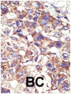 DNMT3B Rabbit anti-Human, Polyclonal Antibody, Abnova 400 &mu;L | Buy Online | Abnova Corporation | Fisher Scientific