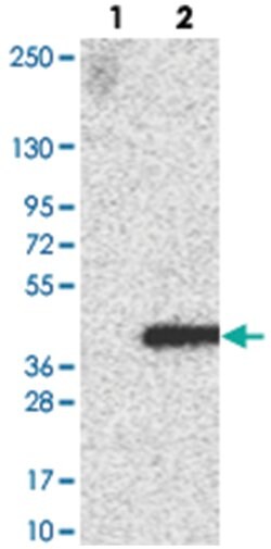 FAM212B Rabbit anti-Human, Polyclonal Antibody, Abnova 100 &mu;L | Buy Online | Abnova Corporation | Fisher Scientific