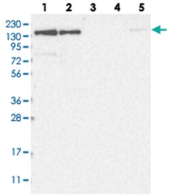 NUP153 Rabbit anti-Human, Polyclonal Antibody, Abnova 100&mu;L; Unlabeled:Antibodies,