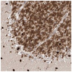 NUP153 Rabbit anti-Human, Polyclonal Antibody, Abnova 100&mu;L; Unlabeled:Antibodies,