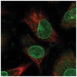 NUP153 Rabbit anti-Human, Polyclonal Antibody, Abnova 100&mu;L; Unlabeled:Antibodies,