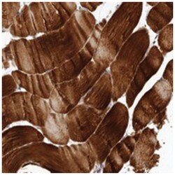 C8orf74, Rabbit, Polyclonal Antibody, Abnova 100&mu;L; Unlabeled:Antibodies,