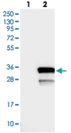 LYSMD1, Rabbit, Polyclonal Antibody, Abnova 100 &mu;L | Buy Online | Abnova Corporation | Fisher Scientific