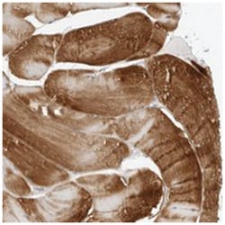 AMPD1 Rabbit anti-Human, Polyclonal Antibody, Abnova 100 &mu;L | Buy Online | Abnova Corporation | Fisher Scientific
