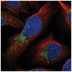 MRPS15 Rabbit anti-Human, Polyclonal Antibody, Abnova 100&mu;L; Unlabeled:Antibodies,