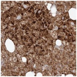 BARHL2, Rabbit, Polyclonal Antibody, Abnova 100 &mu;L | Buy Online | Abnova Corporation | Fisher Scientific