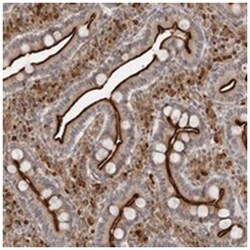 SRGAP2 Rabbit anti-Human, Polyclonal Antibody, Abnova 100&mu;L; Unlabeled:Antibodies,