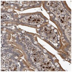 PLEKHG1 Rabbit anti-Human, Polyclonal Antibody, Abnova 100&mu;L; Unlabeled:Antibodies,