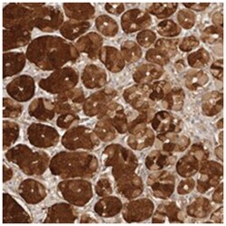 CPSF3L Rabbit anti-Human, Polyclonal Antibody, Abnova 100 &mu;L | Buy Online | Abnova Corporation | Fisher Scientific