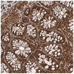 YOD1 Rabbit anti-Human, Polyclonal Antibody, Abnova 100&mu;L; Unlabeled:Antibodies,