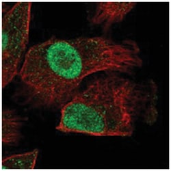 HEXIM2 Rabbit anti-Human, Polyclonal Antibody, Abnova 100 &mu;L | Buy Online | Abnova Corporation | Fisher Scientific