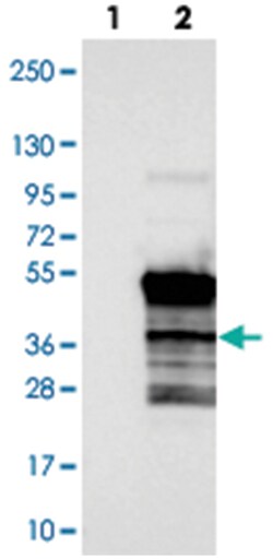 HEXIM2 Rabbit anti-Human, Polyclonal Antibody, Abnova 100 &mu;L | Buy Online | Abnova Corporation | Fisher Scientific