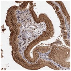 ZNF326 Rabbit anti-Human, Polyclonal Antibody, Abnova 100&mu;L; Unlabeled:Antibodies,