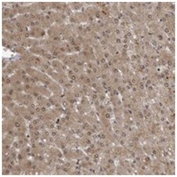 FAM71A, Rabbit, Polyclonal Antibody, Abnova 100&mu;L; Unlabeled:Antibodies,