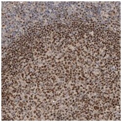 C1orf59, Rabbit, Polyclonal Antibody, Abnova 100&mu;L; Unlabeled:Antibodies,