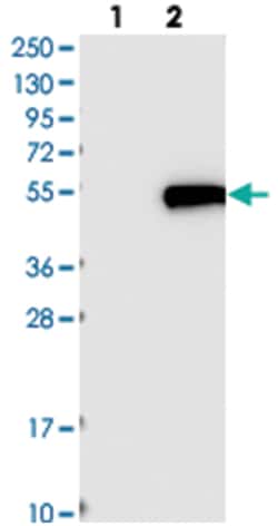 C1orf59, Rabbit, Polyclonal Antibody, Abnova 100&mu;L; Unlabeled:Antibodies,