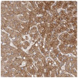 KIF26B Rabbit anti-Human, Polyclonal Antibody, Abnova 100 &mu;L | Buy Online | Abnova Corporation | Fisher Scientific