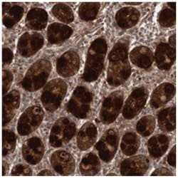 FLAD1 Rabbit anti-Human, Polyclonal Antibody, Abnova 100&mu;L; Unlabeled:Antibodies,