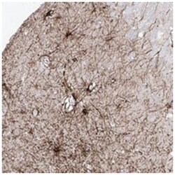 C1orf74, Rabbit, Polyclonal Antibody, Abnova 100μL; Unlabeled:Antibodies,