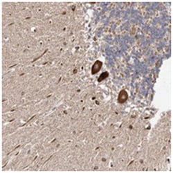 LUZP1 Rabbit anti-Human, Polyclonal Antibody, Abnova 100 &mu;L | Buy Online | Abnova Corporation | Fisher Scientific