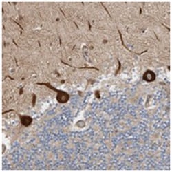 LUZP1 Rabbit anti-Human, Polyclonal Antibody, Abnova 100&mu;L; Unlabeled:Antibodies,