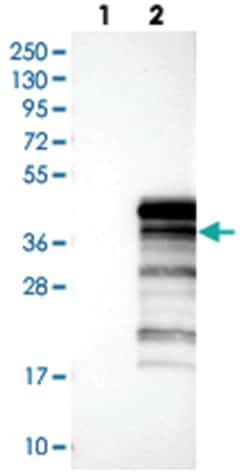 UBXN10 Rabbit anti-Human, Polyclonal Antibody, Abnova 100 &mu;L | Buy Online | Abnova Corporation | Fisher Scientific