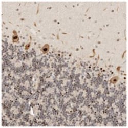 GPBP1L1, Rabbit, Polyclonal Antibody, Abnova 100&mu;L; Unlabeled:Antibodies,