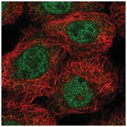 SPAG17 Rabbit anti-Human, Polyclonal Antibody, Abnova 100 &mu;L | Buy Online | Abnova Corporation | Fisher Scientific