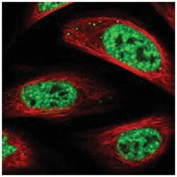 CHTOP, Rabbit, Polyclonal Antibody, Abnova 100&mu;L; Unlabeled:Antibodies,