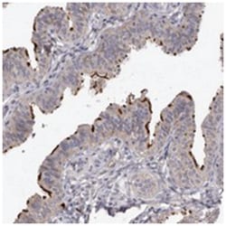 SPAG17 Rabbit anti-Human, Polyclonal Antibody, Abnova 100&mu;L; Unlabeled:Antibodies,