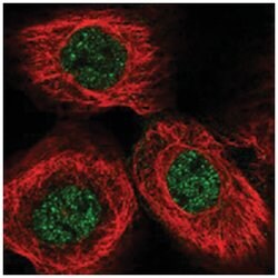 SPAG17 Rabbit anti-Human, Polyclonal Antibody, Abnova 100&mu;L; Unlabeled:Antibodies,