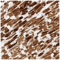IQCC Rabbit anti-Human, Polyclonal Antibody, Abnova 100 &mu;L | Buy Online | Abnova Corporation | Fisher Scientific