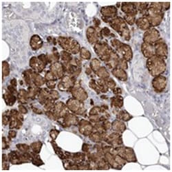 LPO Rabbit anti-Human, Polyclonal Antibody, Abnova 100 &mu;L | Buy Online | Abnova Corporation | Fisher Scientific