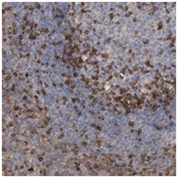 PIP3-E, Rabbit, Polyclonal Antibody, Abnova 100&mu;L; Unlabeled:Antibodies,