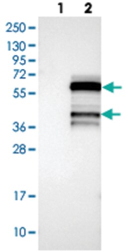 PIP3-E, Rabbit, Polyclonal Antibody, Abnova 100&mu;L; Unlabeled:Antibodies,