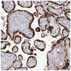 BPGM Rabbit anti-Human, Polyclonal Antibody, Abnova 100 &mu;L | Buy Online | Abnova | Fisher Scientific