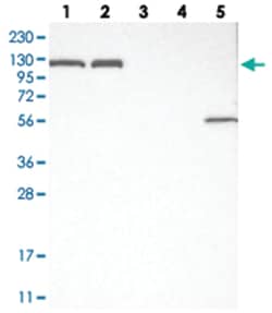 ACLY Rabbit anti-Human, Mouse, Rat, Polyclonal Antibody, Abnova 100&mu;L;