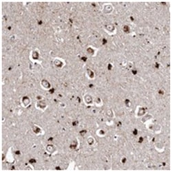SLC10A4 Rabbit anti-Human, Polyclonal Antibody, Abnova 100 &mu;L | Buy Online | Abnova Corporation | Fisher Scientific