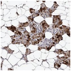 TAF4B, Rabbit, Polyclonal Antibody, Abnova 100&mu;L; Unlabeled:Antibodies,