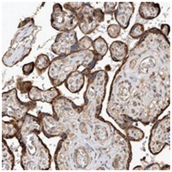 RILPL2 Rabbit anti-Human, Polyclonal Antibody, Abnova 100&mu;L; Unlabeled:Antibodies,