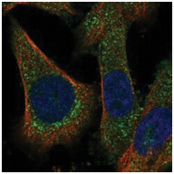 RILPL2 Rabbit anti-Human, Polyclonal Antibody, Abnova 100&mu;L; Unlabeled:Antibodies,