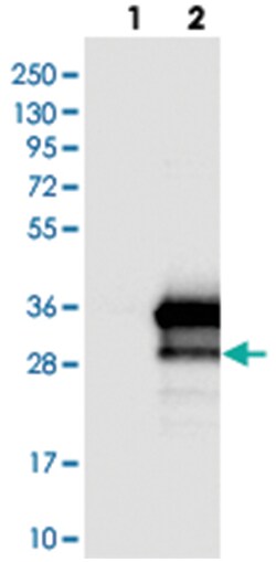 RILPL2 Rabbit anti-Human, Polyclonal Antibody, Abnova 100&mu;L; Unlabeled:Antibodies,