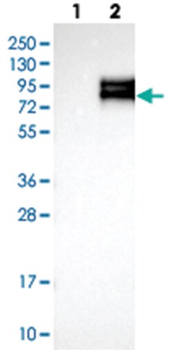 APLP1, Rabbit, Polyclonal Antibody, Abnova 100&mu;L; Unlabeled:Antibodies,