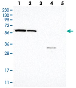 SAMD3 Rabbit anti-Human, Mouse, Rat, Polyclonal Antibody, Abnova 100&mu;L;