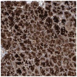 SAMD3 Rabbit anti-Human, Mouse, Rat, Polyclonal Antibody, Abnova 100&mu;L;