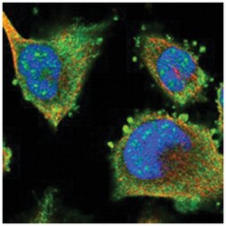 LRRC16A Rabbit anti-Human, Polyclonal Antibody, Abnova 100&mu;L; Unlabeled:Antibodies,